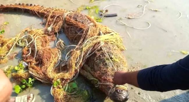 কুষ্টিয়ায় পদ্মা নদীতে জালে ধরা পড়ল বিশালাকৃতির কুমির