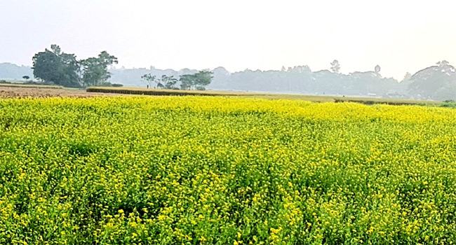 হাওর অঞ্চলে কমেছে মৌমাছি, নেই মৌ-মৌ শব্দ