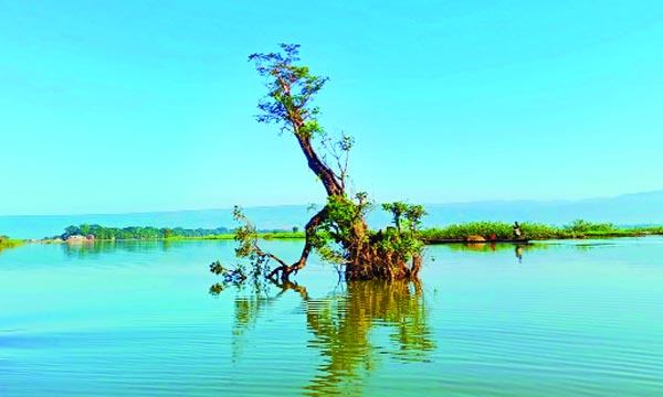 অতিথি পাখির অভয়াশ্রম টাঙ্গুয়ার হাওরে পাখি নেই