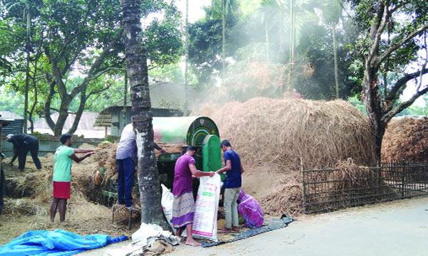 পঞ্চগড়ে আমনের ভালো ফলনে খুশি কৃষকরা