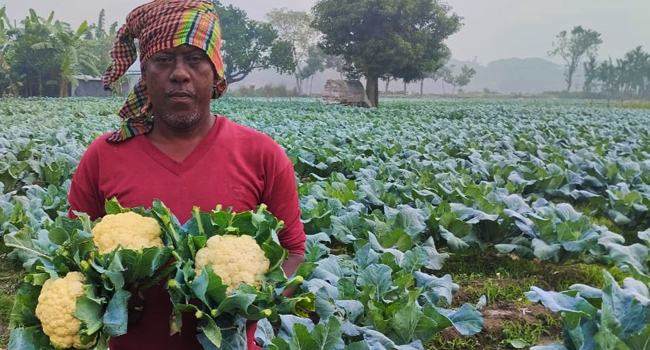 পাকুন্দিয়ায় শীতকালীন সবজি চাষে লোকসানের মুখে কৃষকরা