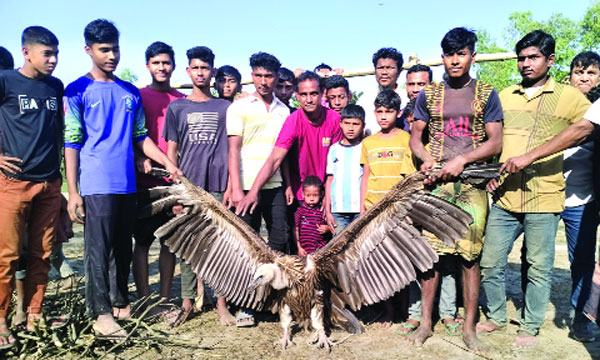 কুড়িগ্রামে দুর্লভ শকুন দেখতে জনতার ভিড়