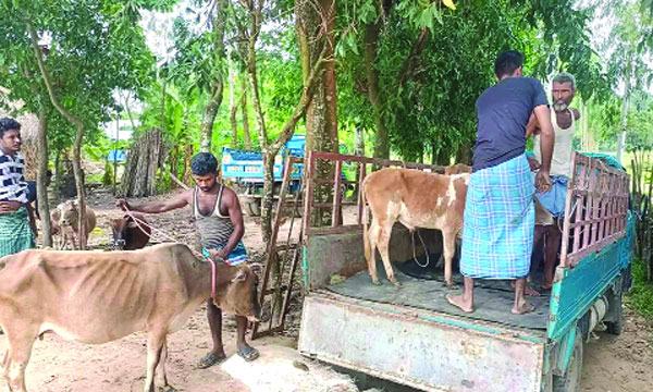 মিরসরাইয়ে সীমান্তের দু’টি পয়েন্ট দিয়ে  ঢুকছে ভারতীয় গরু