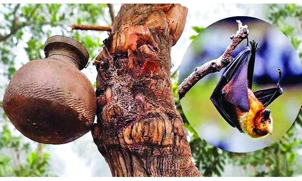 নিপাহ ভাইরাস : আতঙ্ক নয়, প্রয়োজন সচেতনতা