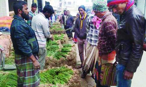 চৌগাছায় ৫ কোটি টাকার পেঁয়াজের চারা বিক্রির সম্ভাবনা
