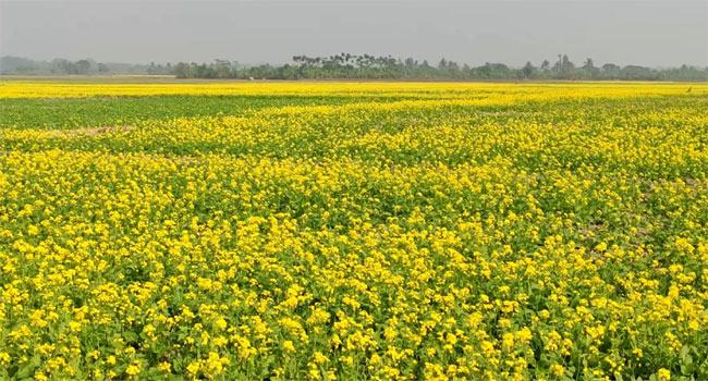 অভয়নগরে মাঠে মাঠে দিগন্ত জোড়া সরিষার সমারোহ