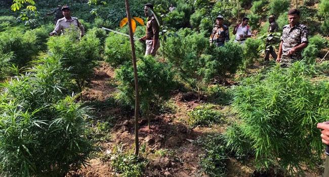 বাংলাদেশে পাচারের জন্য ভারতের ত্রিপুরায় গাজার চাষ