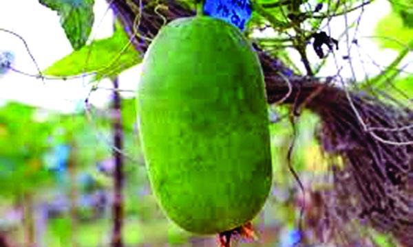 চালকুমড়া খাওয়া ভালো