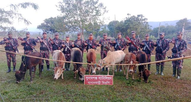 দোয়ারাবাজার সীমান্ত দিয়ে পাচারকালে ভারতীয় ৭টি গরু জব্দ