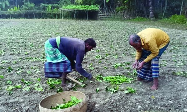 কাঁঠালিয়ায় ৬৬ হেক্টর জমিতে মিষ্টি আলু