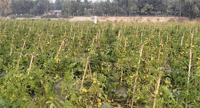 ফুলবাড়ীতে টমেটো চাষে প্রযুক্তির ছোঁয়া