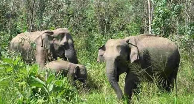 চকরিয়ায় বন্য হাতির আক্রমণে যুবক নিহত