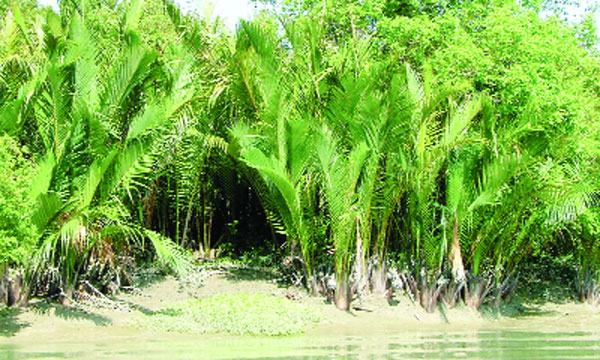 হারিয়ে যাচ্ছে গোলপাতা