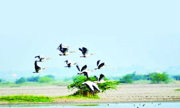 অতিথি পাখির আগমন