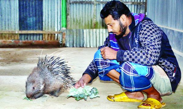 পোষ মেনেছে বিলুপ্ত প্রাণী সজারু