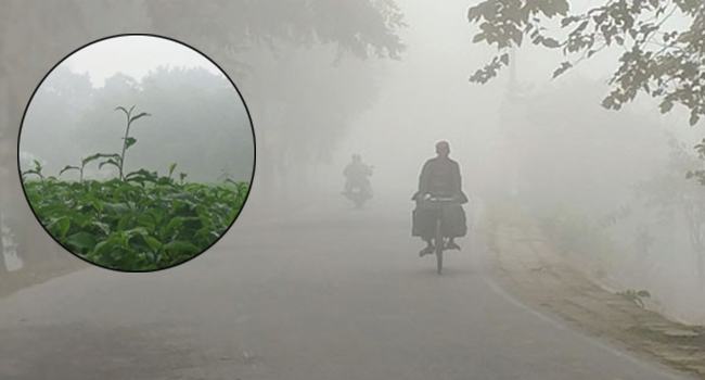 শীতে কাঁপছে পঞ্চগড়, তাপমাত্রা ৭.৩ ডিগ্রি