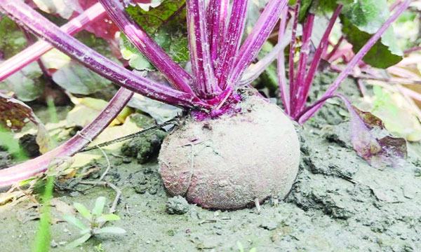 পুষ্টি ও ঔষধি গুণে ভরা বিটরুটের চাষ হচ্ছে নীলফামারীতে