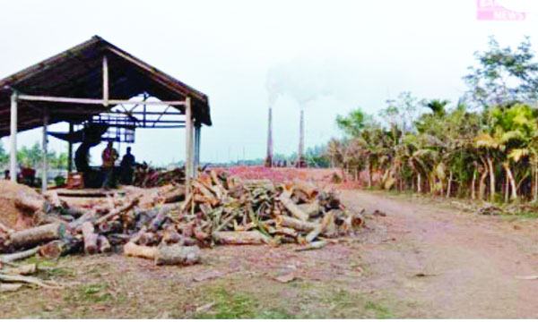 লক্ষ্মীপুরে ইটভাটার চিমনির ধোঁয়ায় ঝলসে যাচ্ছে গাছপালা ও ফসল