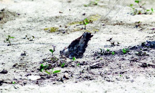 কুষ্টিয়ায় পদ্মার চরে শিকারিদের কবলে অতিথি পাখি