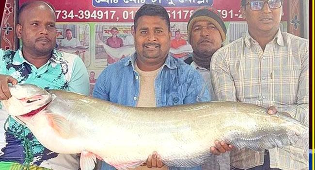 পদ্মায় ধরা পড়ল বিশাল বোয়াল, অর্ধ লাখ টাকায় বি‌ক্রি