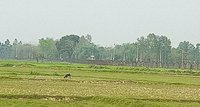 পাটগ্রাম সীমান্তে বিএসএফের গুলিতে বাংলাদেশী আহত