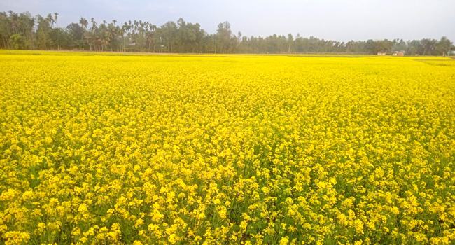 মধুপুরে সরিষার বাম্পার ফলনে কৃষকের মুখে হাসি, অধিক লাভের প্রত্যাশা