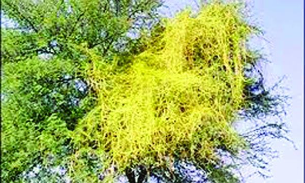 স্বর্ণলতা-১