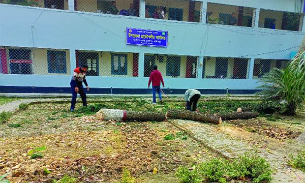 দামুড়হুদায় টেন্ডার ছাড়াই গাছ কাটলেন ইউএনও