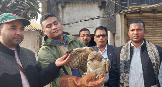 সিংড়ায় বিরল তিলা নাগ ঈগল উদ্ধার