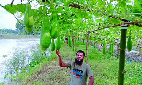 কাঁঠালিয়ায় শীতকালীন সবজিতে স্বস্তি কৃষকের