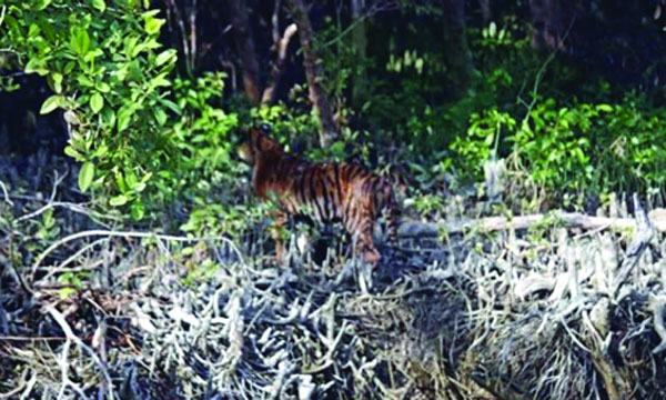 সুন্দরবনে ৩ বাঘের পরস্পরকে আক্রমণের দৃশ্য দেখলেন পর্যটকরা