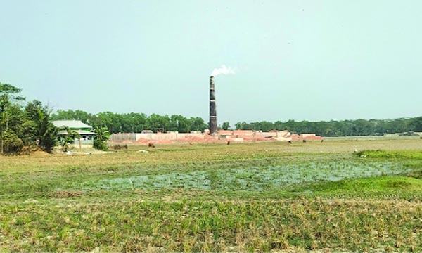 আমতলীতে একই গ্রামে ৪টি ইটভাটা হুমকিতে জীববৈচিত্র্য ও ফসলি জমি