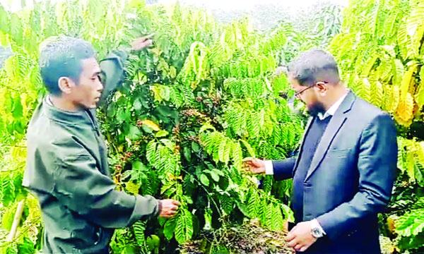 পানছড়িতে কফি চাষে আগ্রহ বাড়ছে বেকার যুবকদের