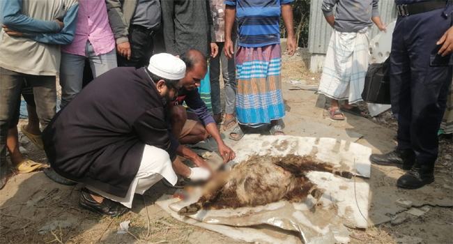 রাতের আধাঁরে ১১টি ভেড়া কুপিয়ে হত্যা