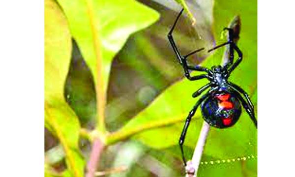 ব্ল্যাক উইডো কী