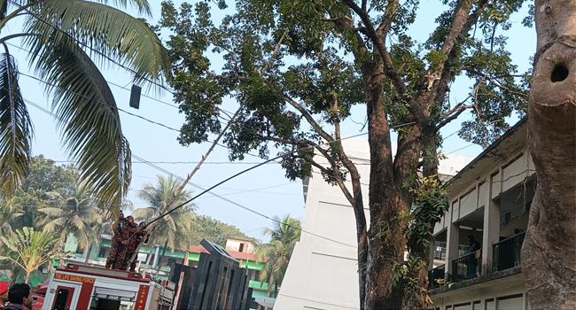 গাছে আটকেপড়া বিড়ালকে উদ্ধার করল ফায়ার সার্ভিস