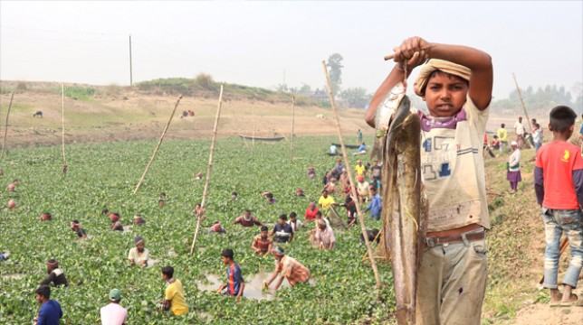 সিংড়ায় পলো ও চাক জালে মাছ ধরার উৎসব