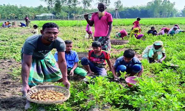 ডিমলায় হিমাগার না থাকায় আলুচাষিরা বিপাকে