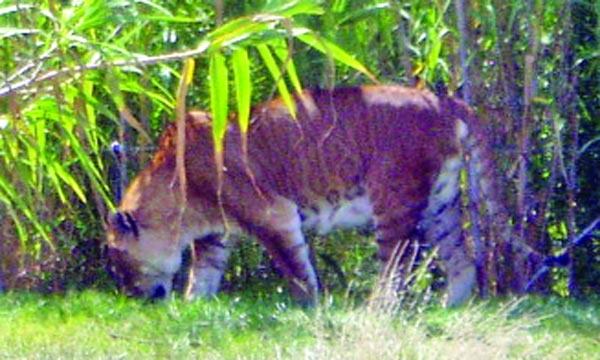 টায়ন