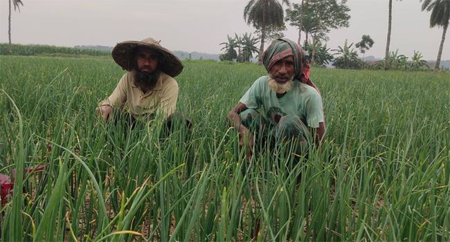 চৌগাছায় পেঁয়াজ চাষে লোকসান, উঠছে না উৎপাদন খরচ