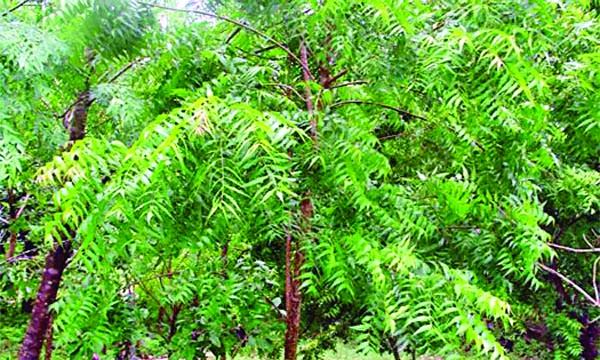 নিম-২