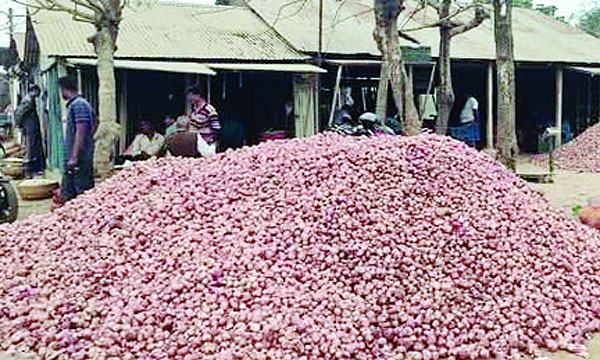 চৌগাছায় পেঁয়াজচাষিদের উৎপাদন খরচ উঠছে না