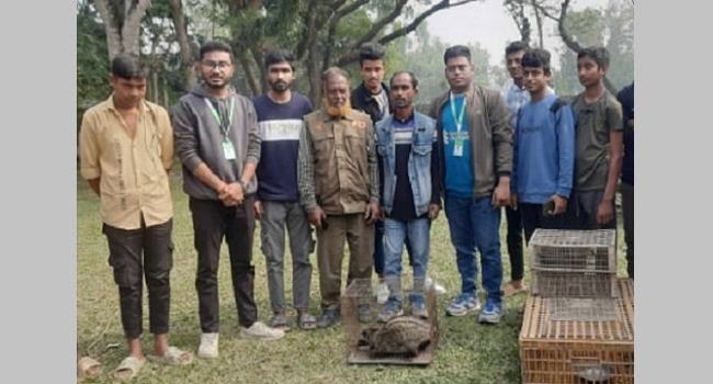 বগুড়ায় বিলুপ্তপ্রায় গন্ধগোকুল উদ্ধার, বন বিভাগে হস্তান্তর