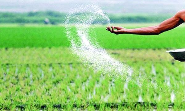ডিলারদের কারসাজিতে মেহেরপুরে সার সঙ্কট, ভোগান্তিতে কৃষক