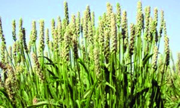 ইসবগুলের ভুসি কী থেকে পাওয়া যায়
