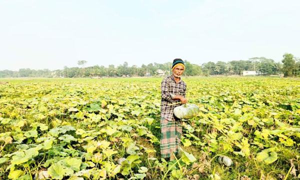 হাজীগঞ্জে মিষ্টি কুমড়ার দাম না পেয়ে কৃষকরা হতাশ