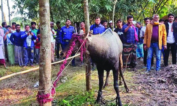 বাগাতিপাড়ায় বিরল প্রজাতির নীলগাই উদ্ধার