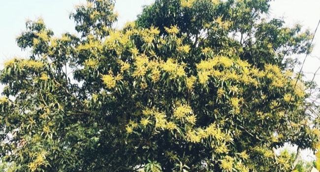কমলগঞ্জে গাছে গাছে দুলছে আমের মুকুল
