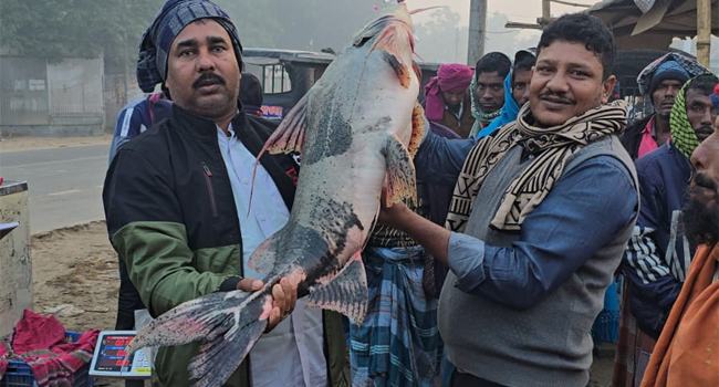 পদ্মায় ধরা পড়ল ২০ কেজি ওজনের বাঘাইড়