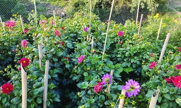 ক্রেতা-বিক্রেতায় মুখরিত নারায়ণগঞ্জের ফুলের রাজ্য